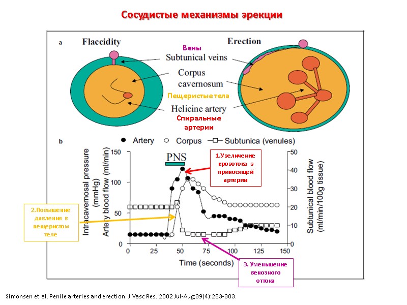 Simonsen et al. Penile arteries and erection. J Vasc Res. 2002 Jul-Aug;39(4):283-303. Сосудистые механизмы